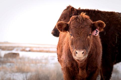 Maintaining shelter and water are two ways to help livestock through Texas winters. (STOCK PHOTO)