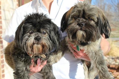 Fourteen-year-old Lola (left) and her clone, Leddie, who is not yet 2 years old, are best friends.