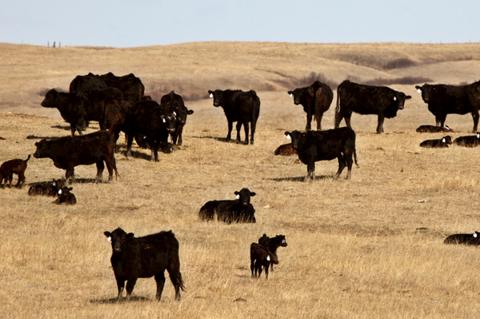 Cattle