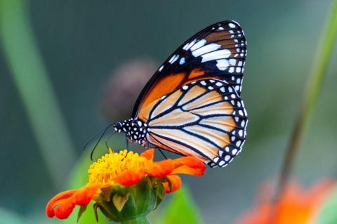 Monarch Butterfly