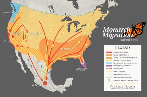 Monarch Butterfly
