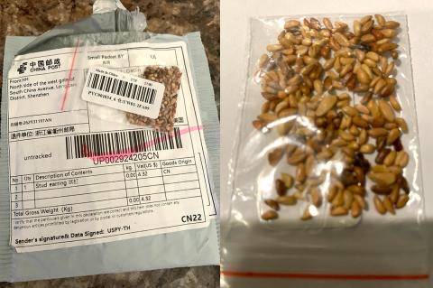 Mystery Seeds
