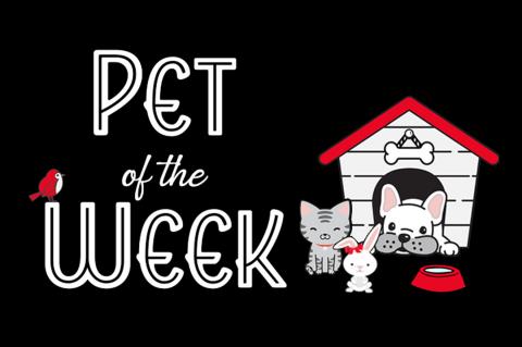 Pet of the Week