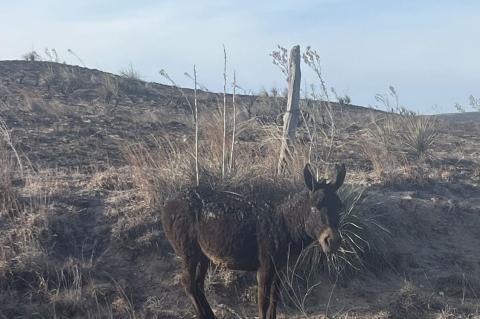Photo taken west of Canadian on South River Road