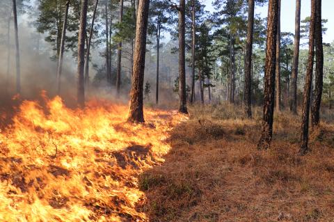 Prescribed burn