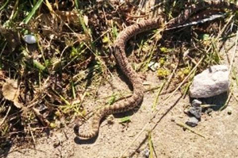 Rattler