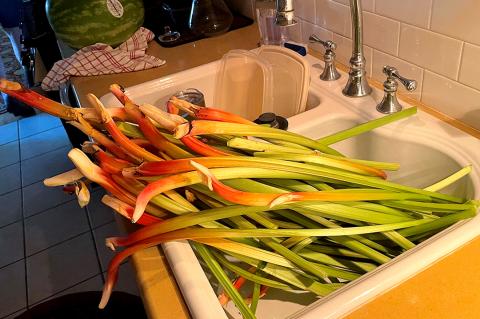 Rhubarb