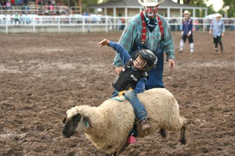 mutton-bustin'