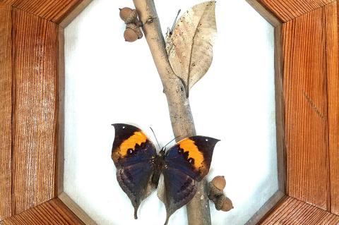Butterfly