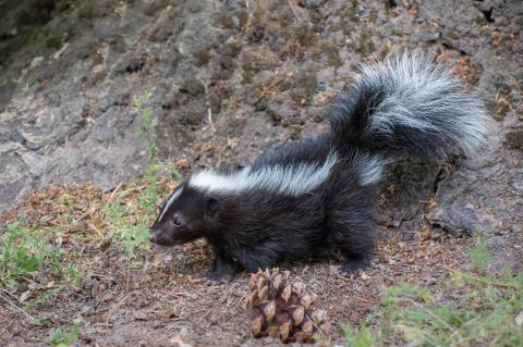 Skunk