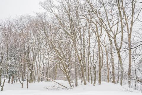 Snowfall