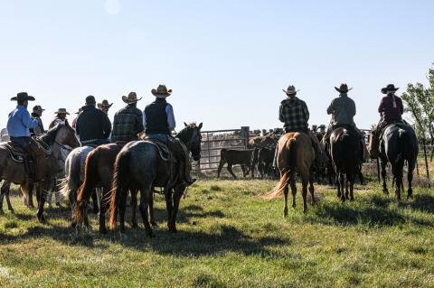 Cowboys holding the west lake cows for spaying.