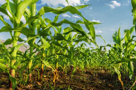 Northeast Panhandle Summer Crops Conference set Feb. 20 in Perryton
