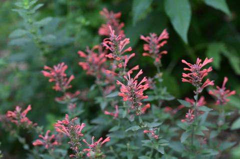 Summer plants
