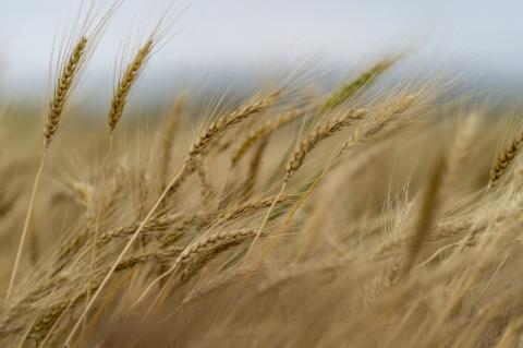 Wheat crop