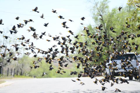 Yellow-Headed Blackbirds