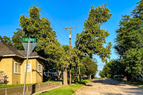 Trees under powerline after trimming