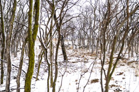 A rafter of wild turkeys found camouflage and meager shelter from Tuesday morning’s cold, wet snow, in this thicket of trees on Lake Marvin Road. 