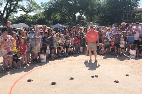 Turtle Race 2019