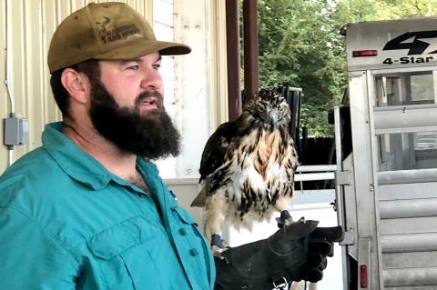 Jake Conger with his red-tail hawk, Scadi