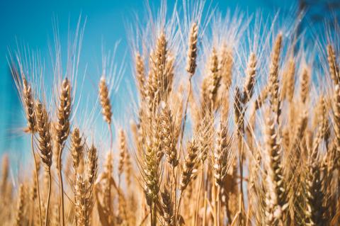 Wheat