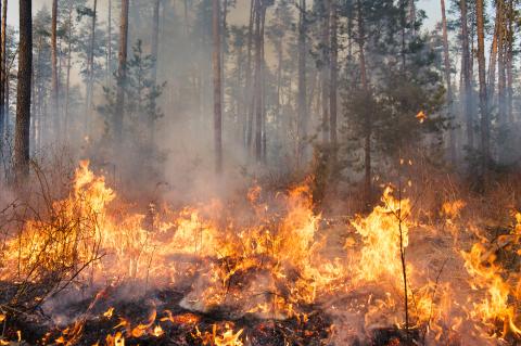 Wildfire
