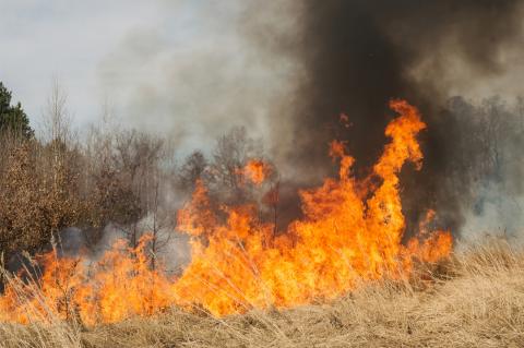Wildfire