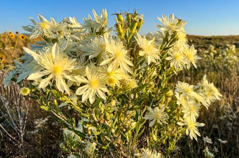 Sand Lily
