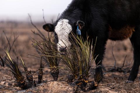 Cow grazing after the Smokehouse Creek Fire, Photo by Casey Long