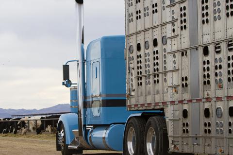Cattle Hauler