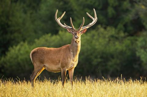 deer