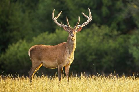 Deer