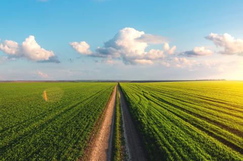 Wheat Field