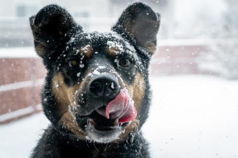 Dog in snow