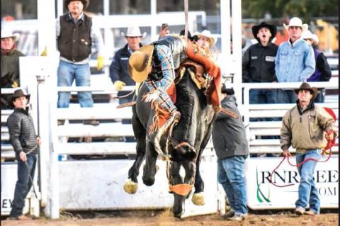 A saddle bronc rider in Thursday night’s FPC Intercollegiate Rodeo performance prepares to bite the dust. LAURIE EZZELL BROWN | THE RECORD