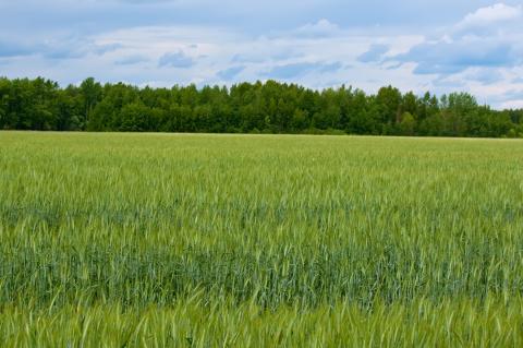 Grassland