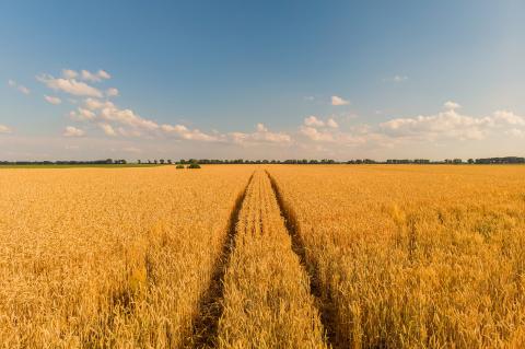 Wheat Field