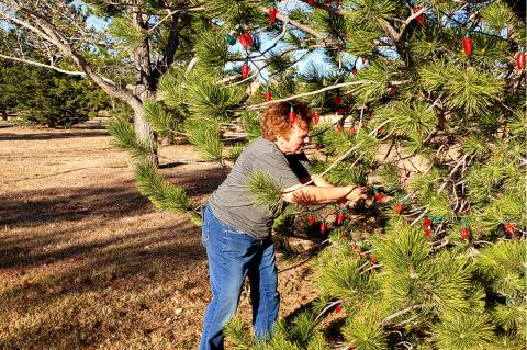 Canadian Chamber of Commerce President Sherye Talley wraps the lower branches of a tree with Christmas lights, while Dawn Dial goes up in a lift to engineer the upper branches.
