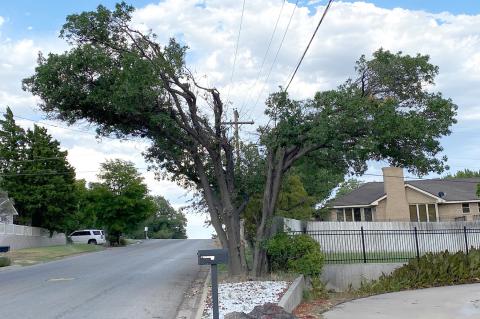 Sue Lynn Krehbiel's home on Cedar Street