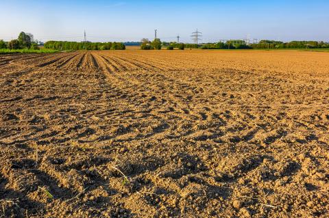 Drought-affected field