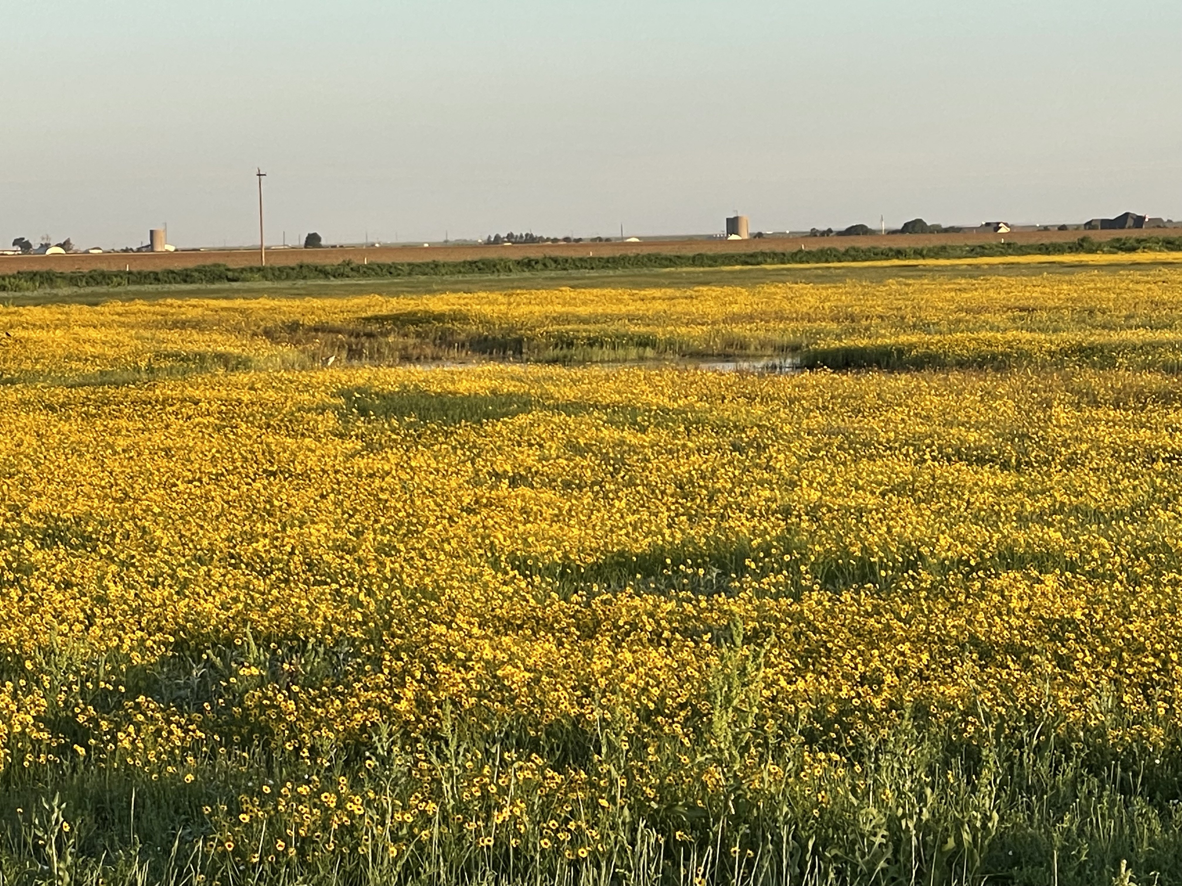 PLAYA FLORA--Showy yellow plains coreopsis adorns a moist playa adjacent to the Playa Classroom just south of Nazareth that will be the site of a Playa Tour in Association with the Nazareth German Fest on July 8.