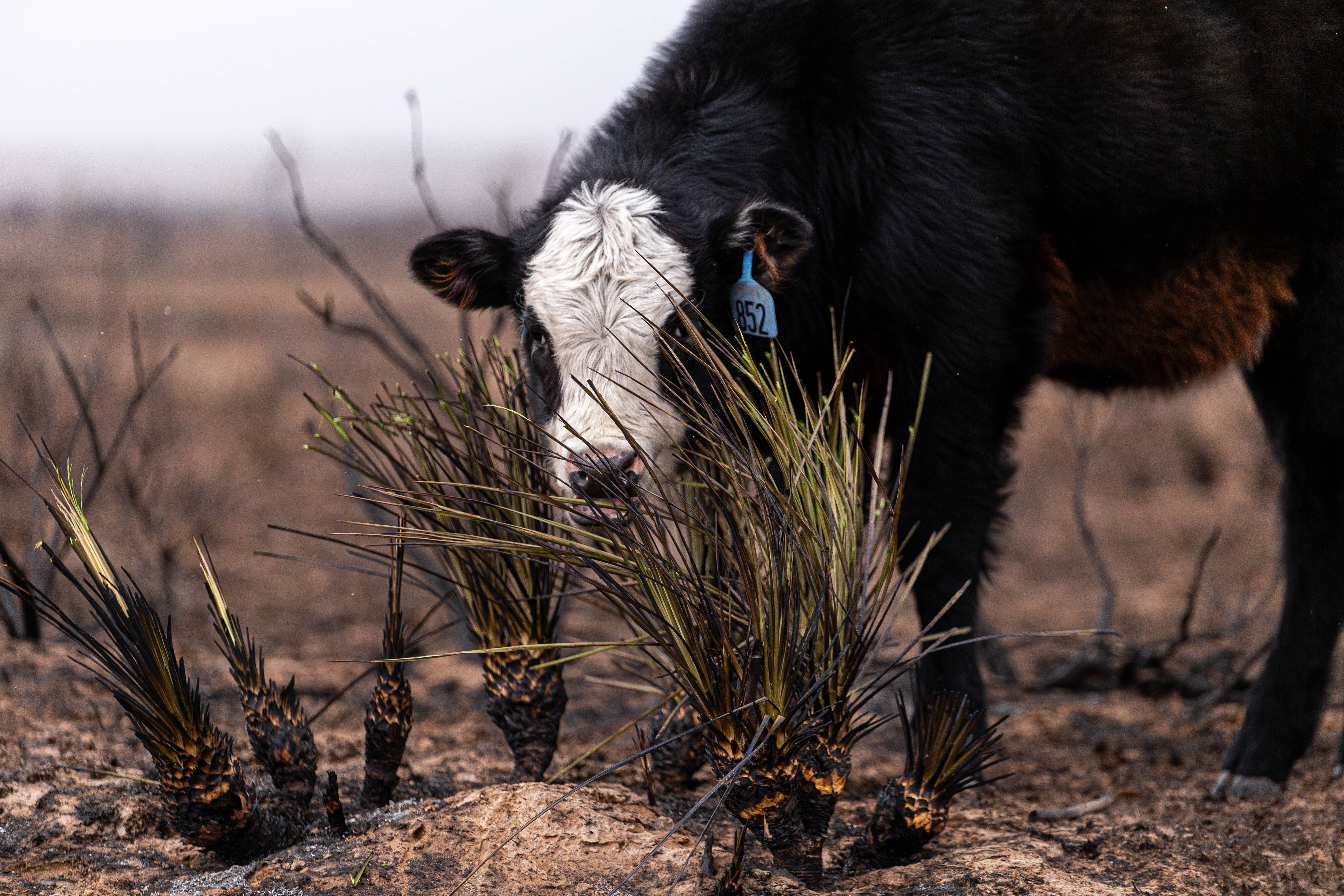 Calf foraging in pasture after devastating wildfires
