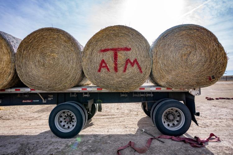 A hay bale with the Texas A&M logo painted on it sits on a trailer outside of Canadian. (Texas A&M AgriLife photo by Sam Craft)
