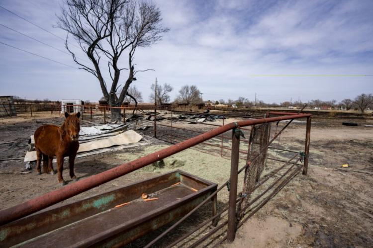 A horse eats on a fresh bale of hay in Canadian, surrounded by a pen that was damaged and a structure close by destroyed by the Smokehouse Creek fire. (Texas A&M AgriLife photo by Sam Craft)