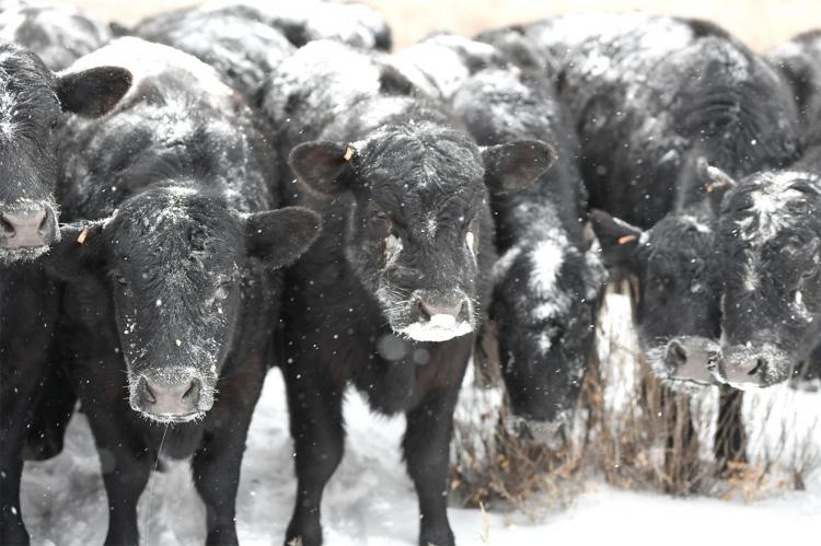Hemphill County rancher Alan Hale took this photo of his Angus cows lined up for breakfast, then turned his attention to chopping the ice in one of the stock tanks and unfreezing the sucker rod on the windmill