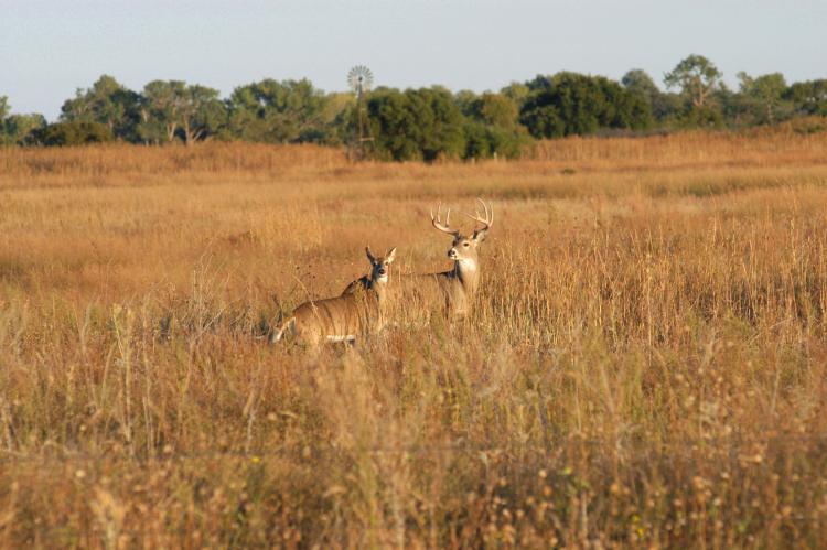 Deer in field on Lake Marvin Road