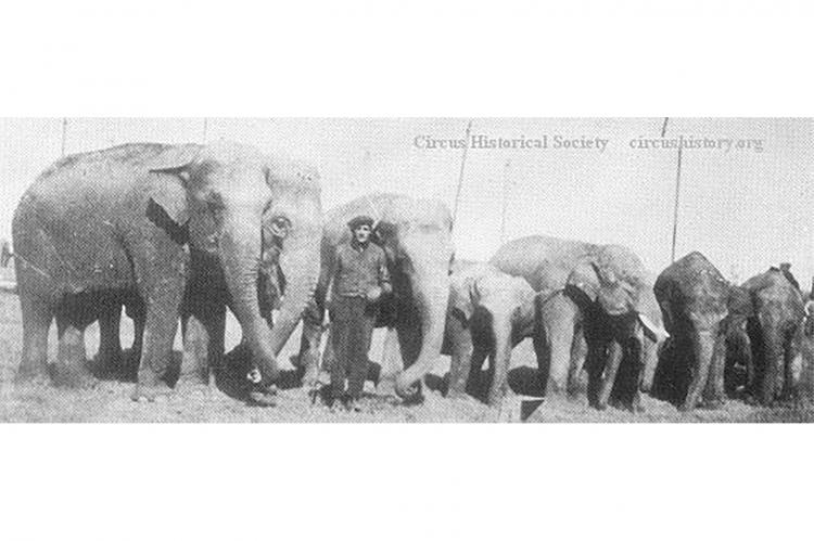Palmer Bros. elephants line up for a photo.