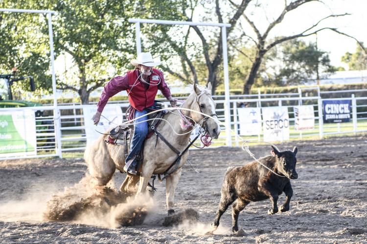 Competitor throws his slack and gets ready to dismount in the tie-down calf-roping competition on Friday.