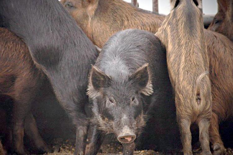 Wild pigs increase their urban and suburban area sprawls