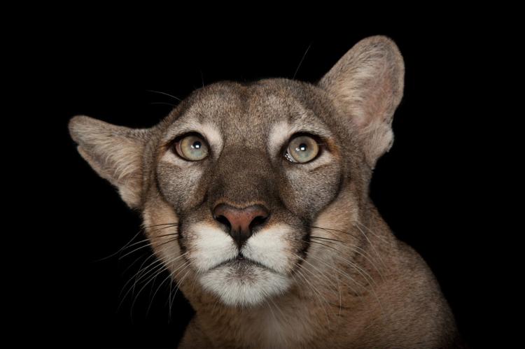 ANI019-00271: A federally endangered Florida panther (Puma concolor coryi) named Lucy at Tampa’s Lowry Park Zoo